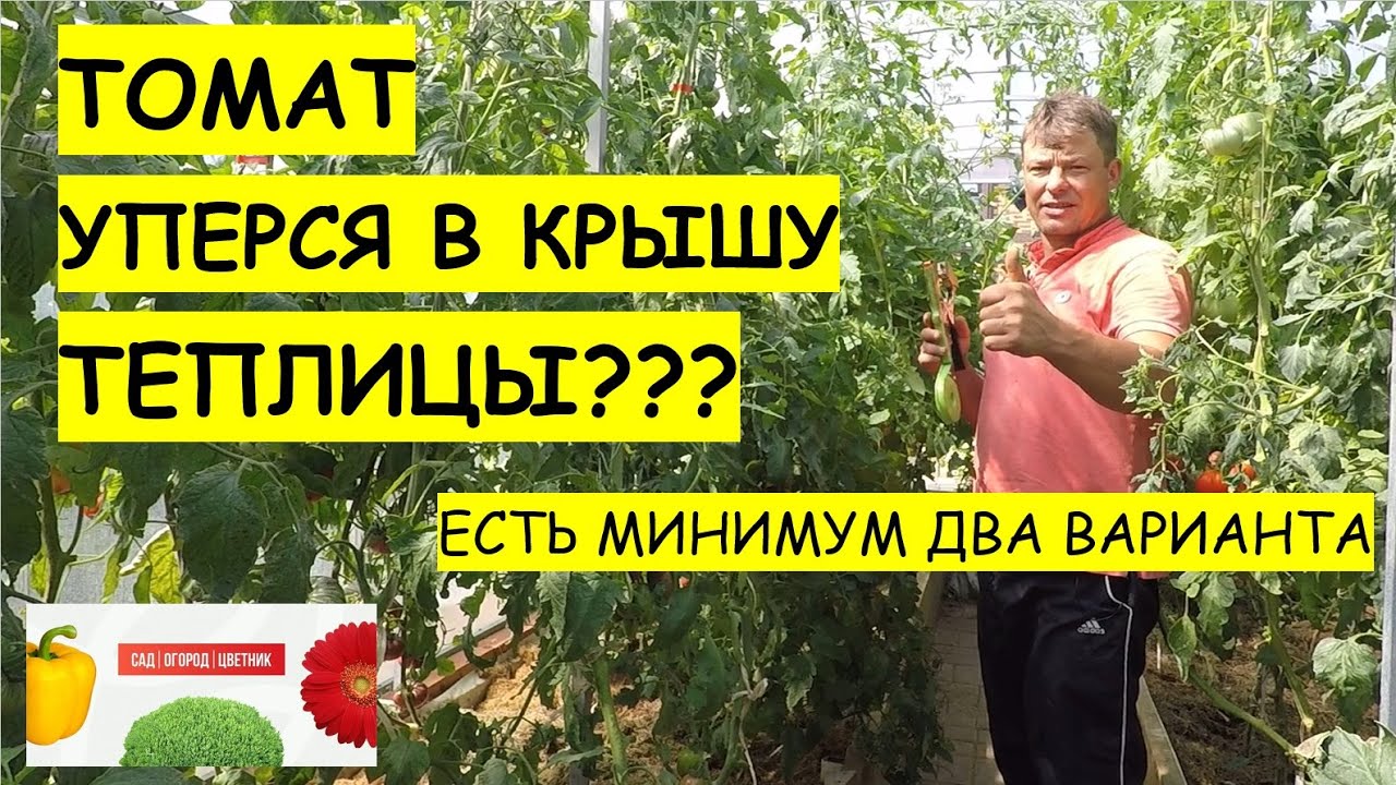 томаты доросли до крыши теплицы? что делать????? опускаем томат, ТОМАТЫ В АВГУСТЕ