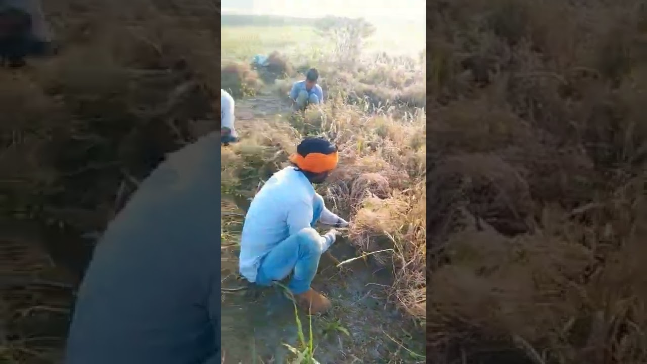 masoor harvesting...