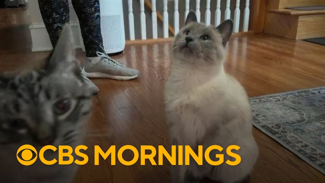 The cost to care for your pet is skyrocketing. Here are ways to cut down on expenses.