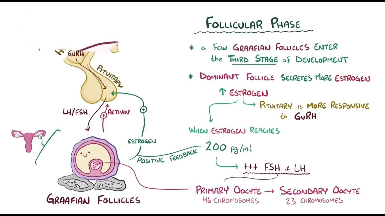 Anatomy and Physiology Of The Female Reproductive System || #obstetrics#gynecology