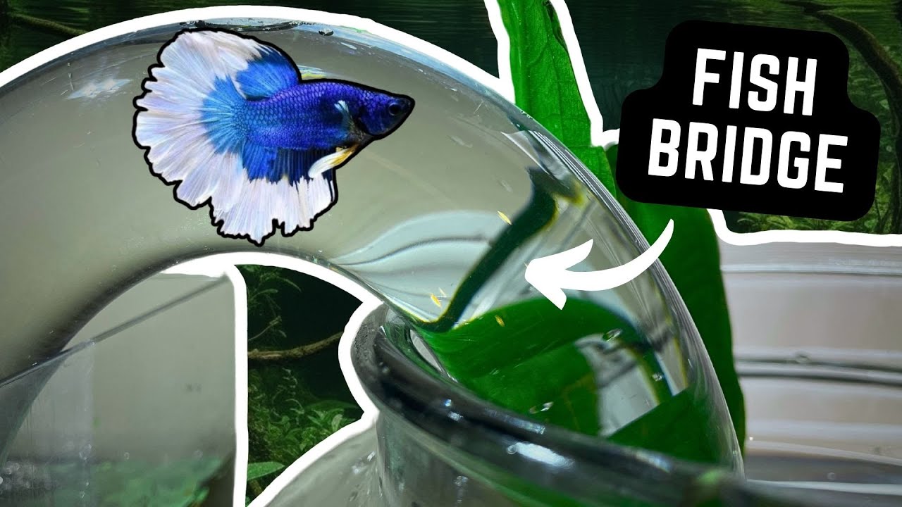 How to Build a Betta Bridge Aquarium for Your Fish! 🐠🌉 #aquarium #bettafish #aquascape #fishtank