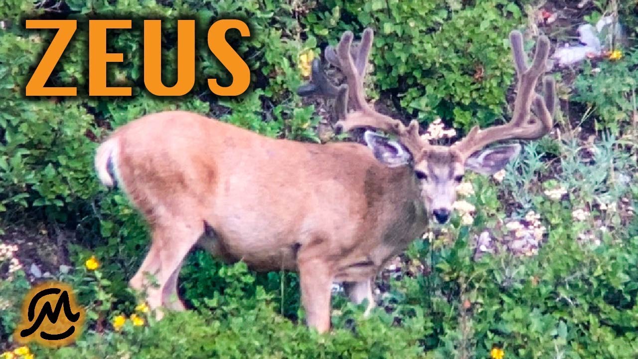 HUNTING ZEUS | 40