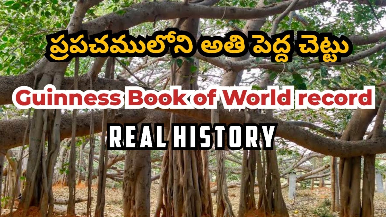 (Guinness record) Thimmamma marrimanu||The world's largest banyan tree||@Eshithaworld123