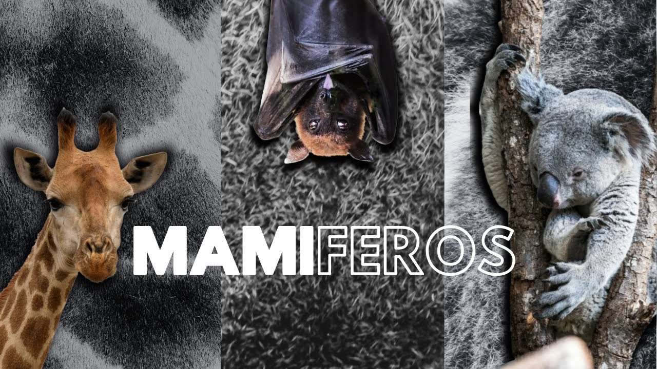 Caracter&iacute;sticas Fascinantes de los Mam&iacute;feros | Diversidad Animal Explorer