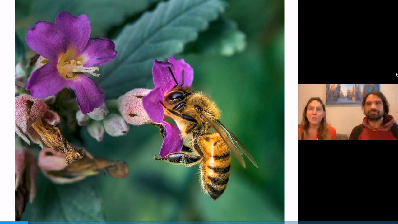 Dragonfly-Earth-Medicine 