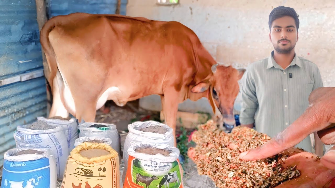 மலிவுவிலை கலப்பு தீவனம் | இந்தியா முழுவதும் சப்ளை | PTS மாட்டு கலப்பு சத்து தீவனம் | Siva Arun Tv