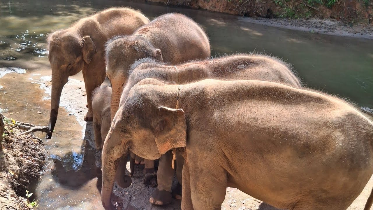 Podcast | 黑廟與金三角：一趟走進陰影與未知的清萊之旅 | Black House & the Golden Triangle: Into the Unknown