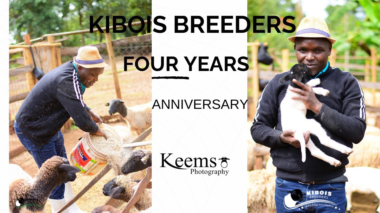 Kibois Breeders Celebrating 4 Years of Growth and Dedication.