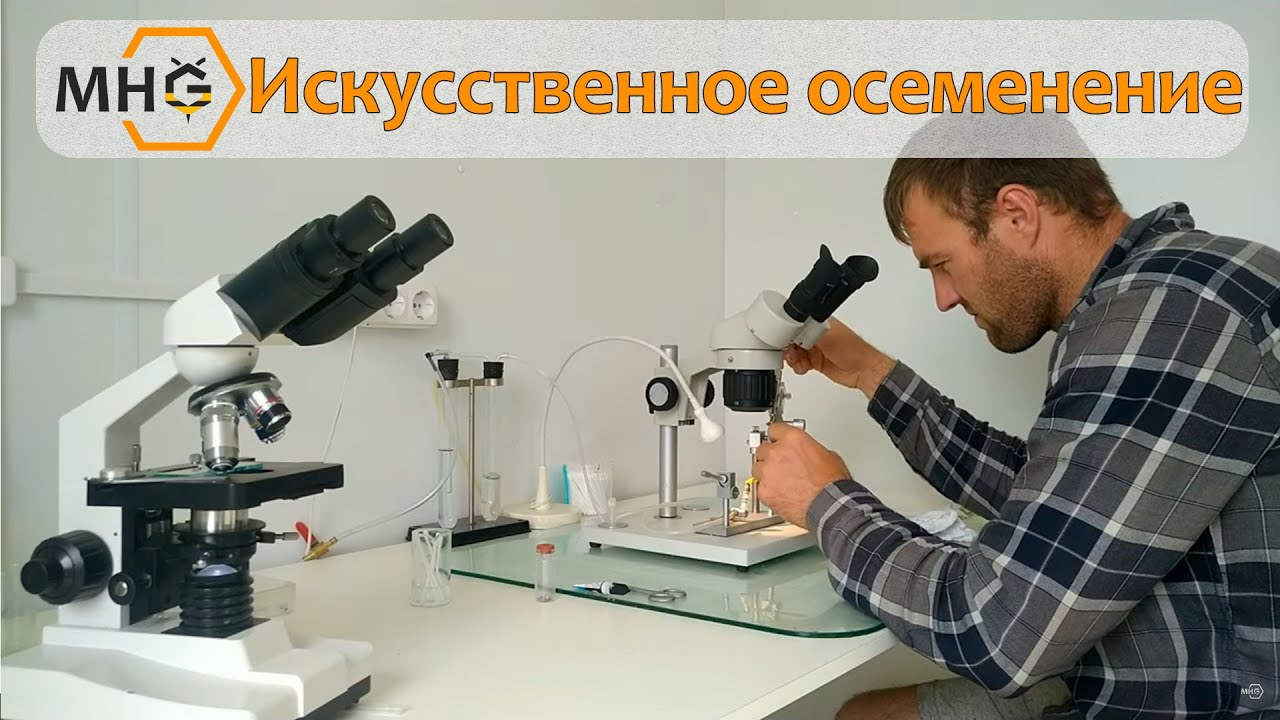 Искусственное осеменение пчелиных маток.