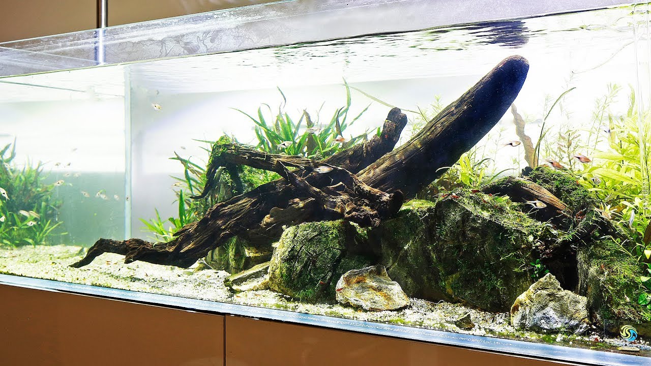Aquascaper 1200 - Cheerio to my favourite aquascape?