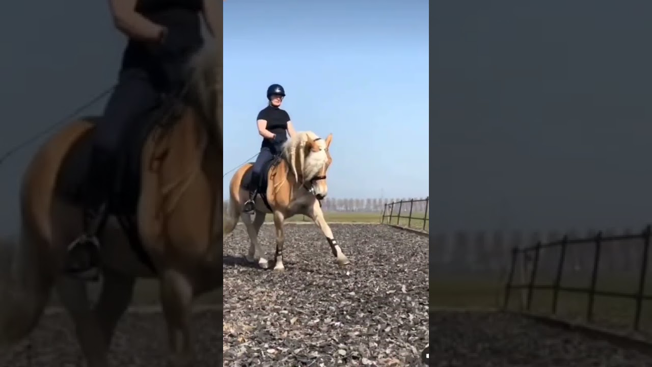 THIS HAFLINGER HAS THE MOVES 🔥🐎😍 #streamhorsetv #haflinger #horse #dressage #dance #movement #shorts