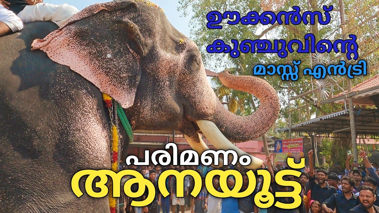 ഊക്കൻസ് കുഞ്ചുവിന്റെ മാസ്സ് എൻട്രി | പരിമണം ആനയൂട്ട് 2023 |Parimanam Sree Durga Devi Temple