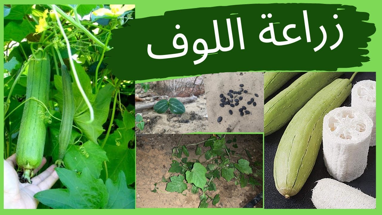 زراعة اللوف من البذور | How to growing  loofah seeds