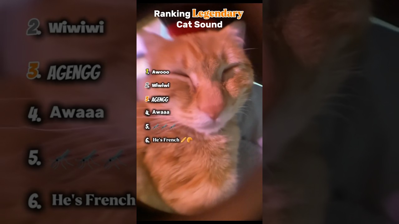 Ranking Legendary Cat Sound