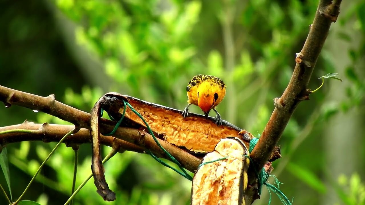 INCREDIBLE WEAVER BIRDS! Tiny Birds Building Perfect Hanging Nests