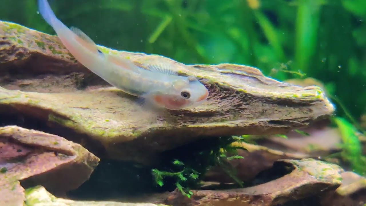 Red Lipstick Goby Fish