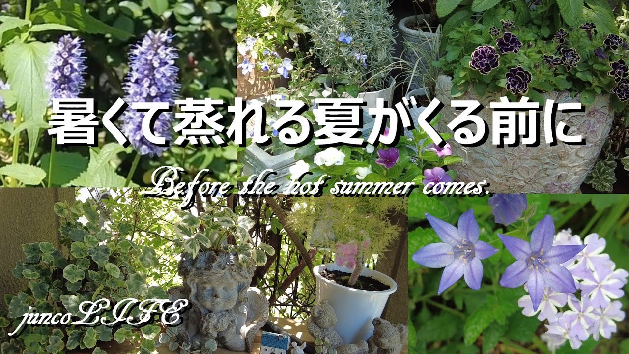 玄関前を涼やかな空間に整える＊素敵な園芸店でお買い物＊猫ちゃん