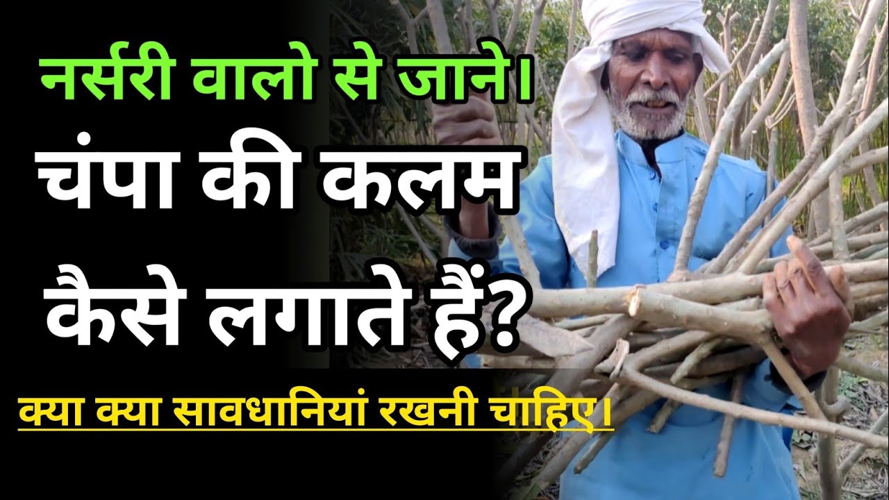 चंपा या प्लुमेरिया की कटिंग्स कैसे लगाएं। How to Grow Plumeria From Cuttings #Plumeria #Champa #चंपा