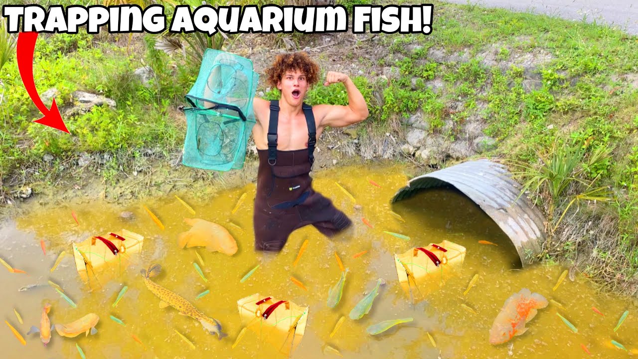 Catching EVERY AQUARIUM FISH With ALL My FISH TRAPS!