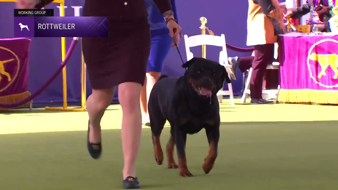 Rottweilers | Breed Judging 2024