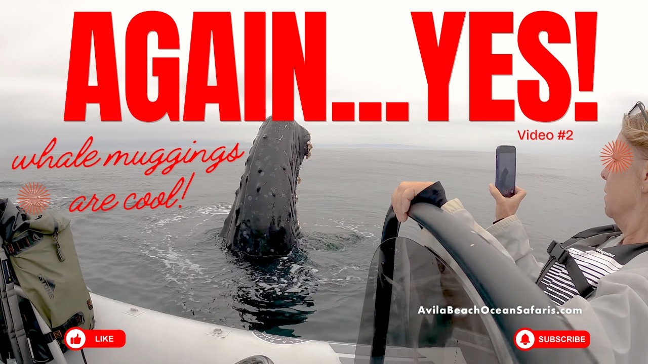 A Whale Mugging Story...AGAIN!