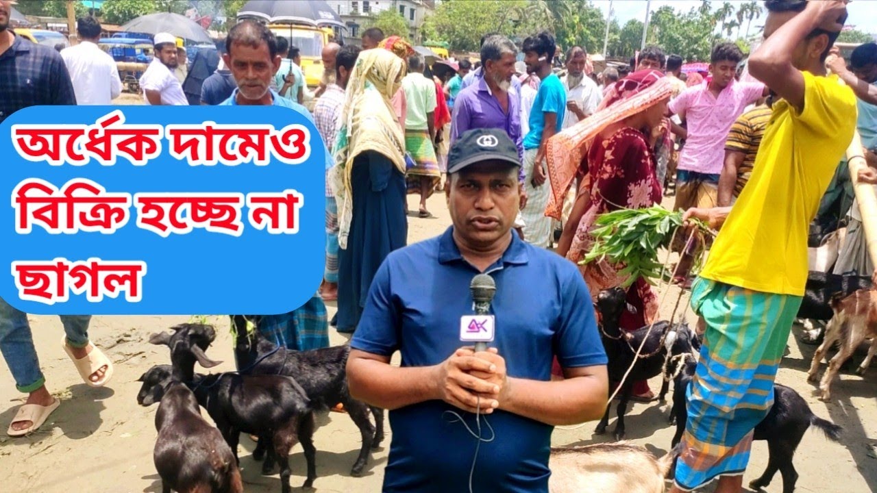 অর্ধেক দামেও বিক্রি হচ্ছে না ছাগল। বড় বেপারি কম আসাতে অর্ধেক দামেও বিক্রি হচ্ছে না ছাগল। কালামপুর