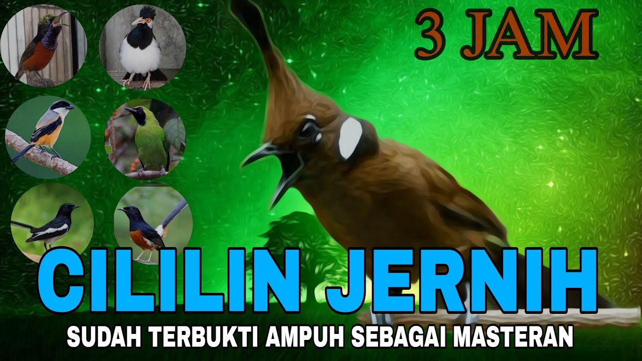 Animasi Masteran Cililin Suara Jernih Durasi Panjang Sudah Terbukti Cepat Masuk