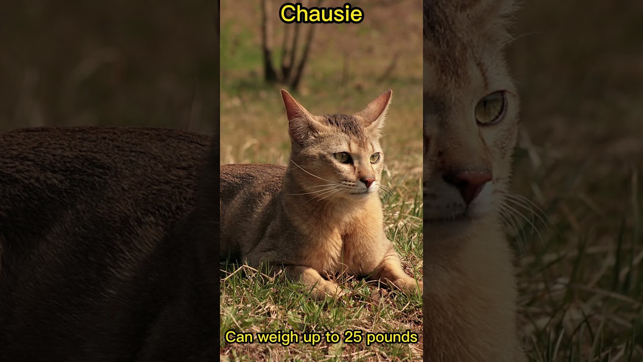 Top 5 Largest Domestic Cat Breeds