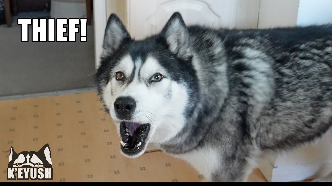 Husky THREW His Bowl at Me & LOST His WAFFLE!