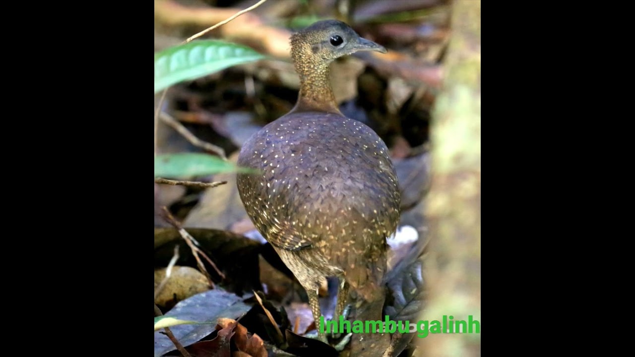 canto da inhambu-galinha, tamb&eacute;m conhecida como, inambu-galinha. nome cient&iacute;fico: tinamusguttatus