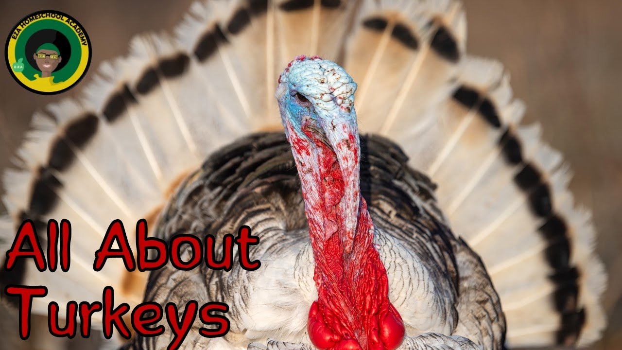Turkey Life Cycle | All about Turkeys