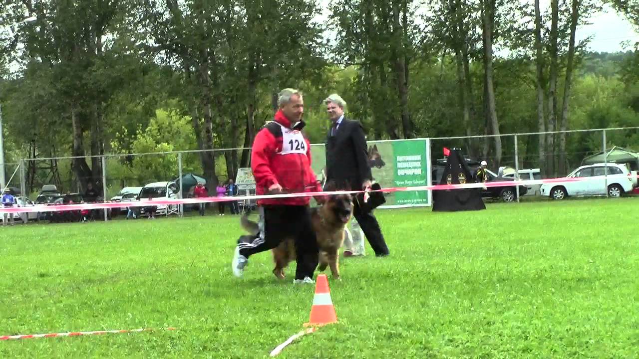 №124 + + + 5 отб отл СС  VIGO VON DER GRAFSCHAFT MARK