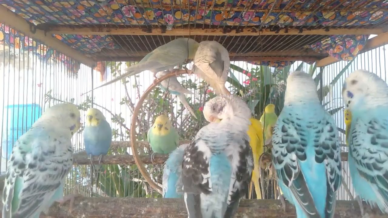 🏡 Das perfekte Vogelzimmer mit wenig Budget &ndash; Tipps vom Profi 🐦  10 Minuten