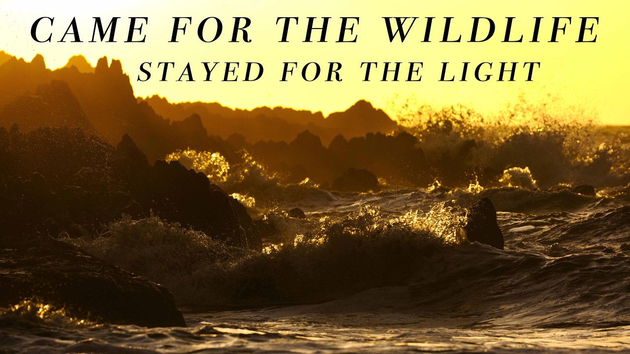 The Light Ruined My Wildlife Plans (In the Best Way) | Irish Coastline Photography