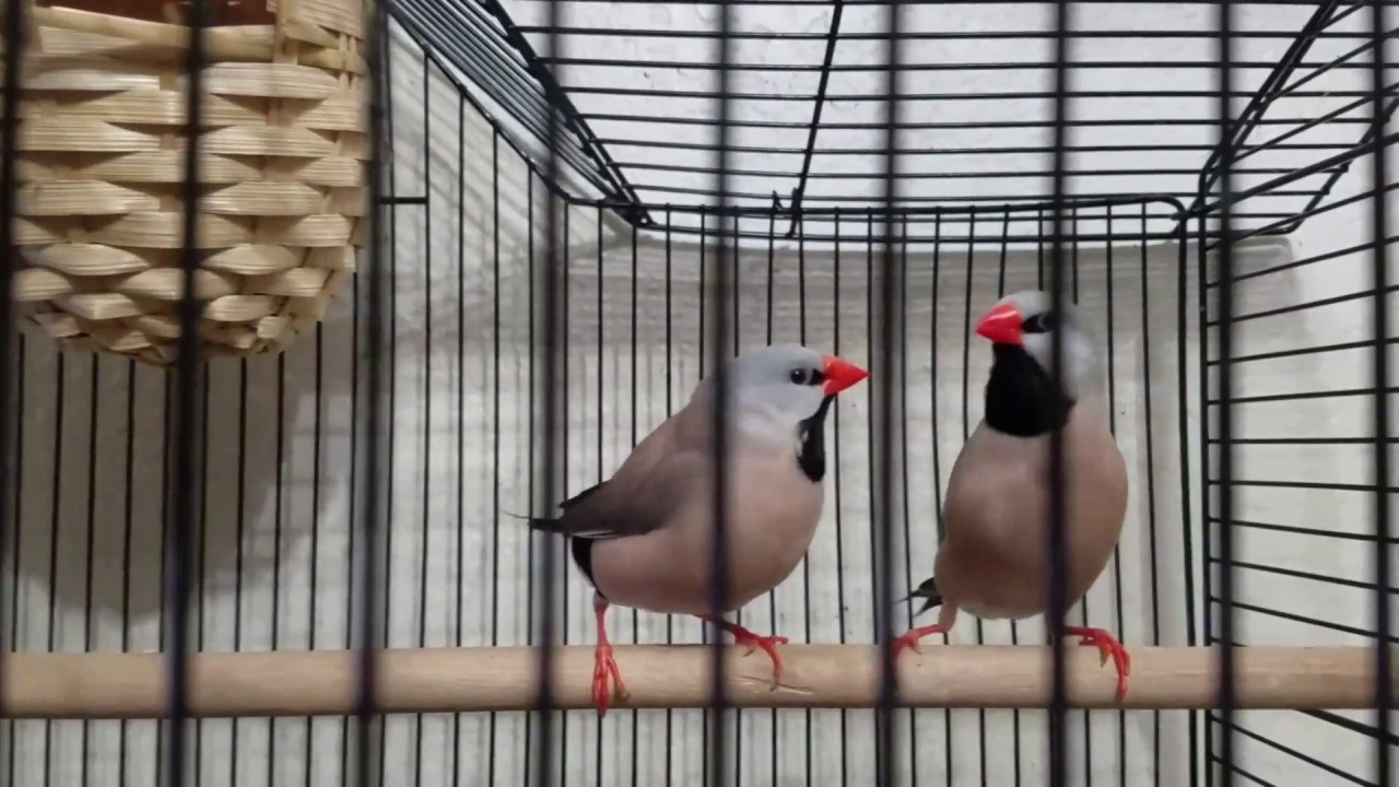 Long tailed finch makes crow sound !!!!