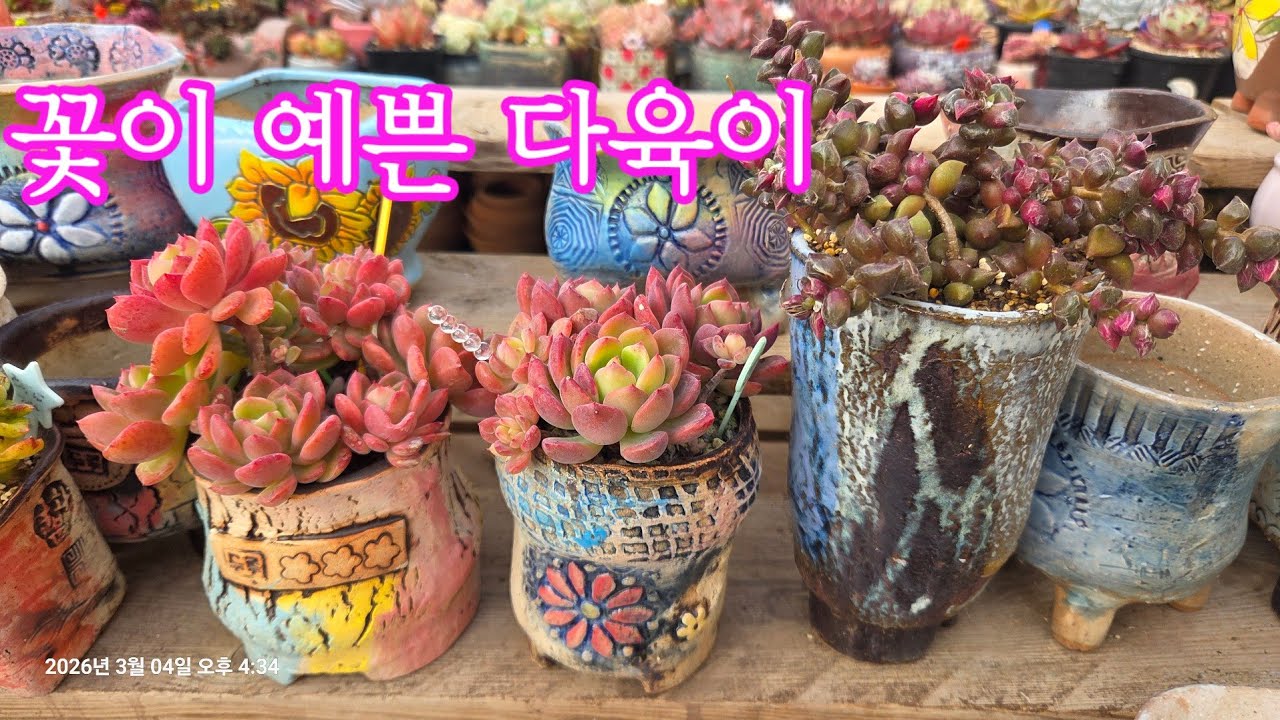 덴트라젬 하엽정리 & 화취설 분갈이