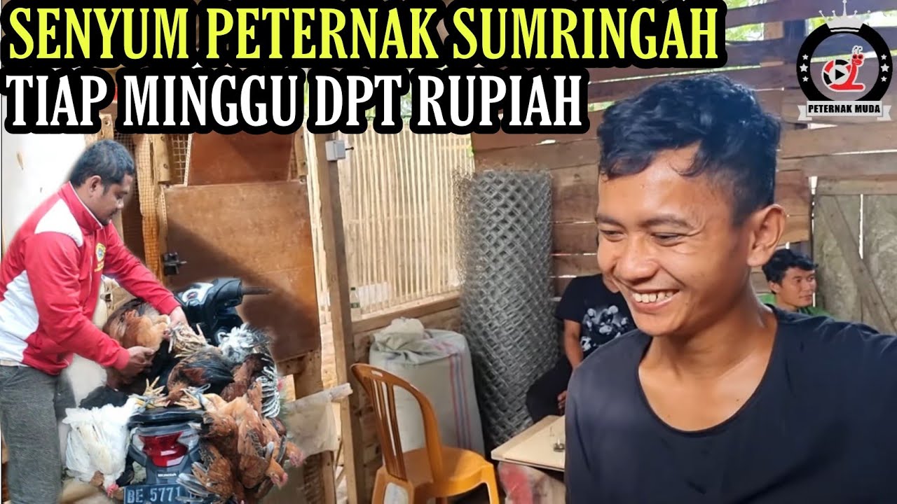 TIAP MINGGU GAJIAN KALAU JADI PETERNAK MANDIRI💯