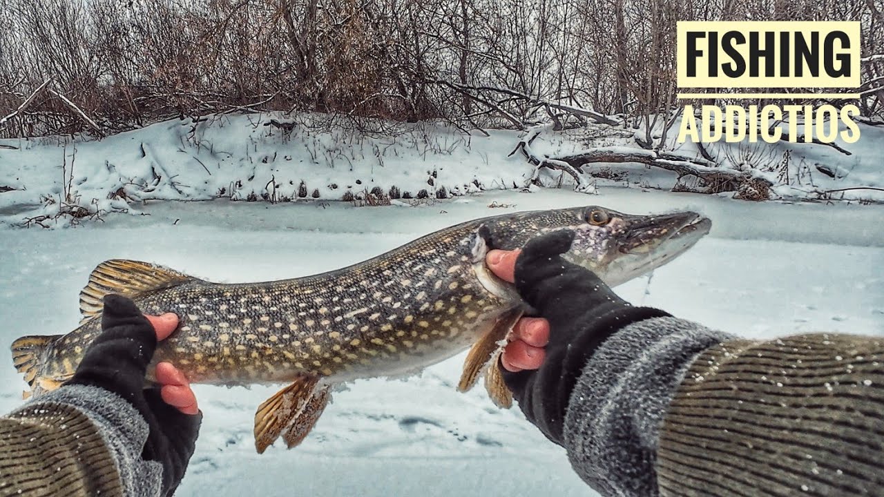Як зловити щуку на дозволену кількість жерлиць | Зимова риболовля з криги