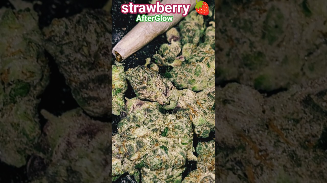 #ytshorts #420 #indicadominate Precious nuggs 👌🏽💚❤️💛