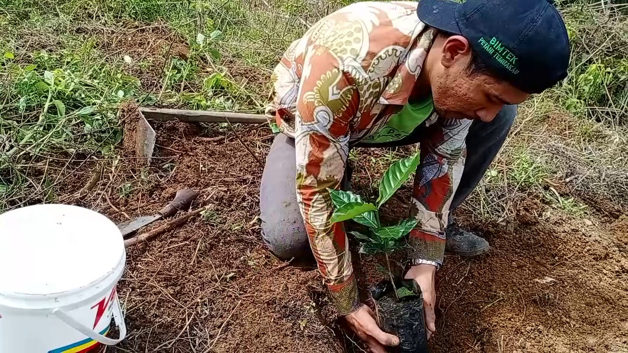 CARA MENANAM KOPI YANG BAIK DAN BENAR ANTI STRESS || KOPI PART - 2