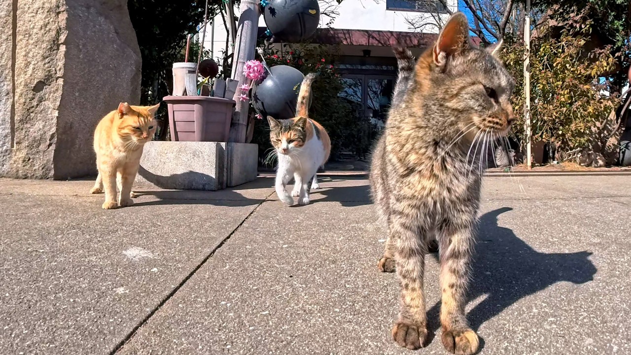 渡船場前の猫屋敷に行ったら…猫たちがゾロゾロ出てきて天国だった😺