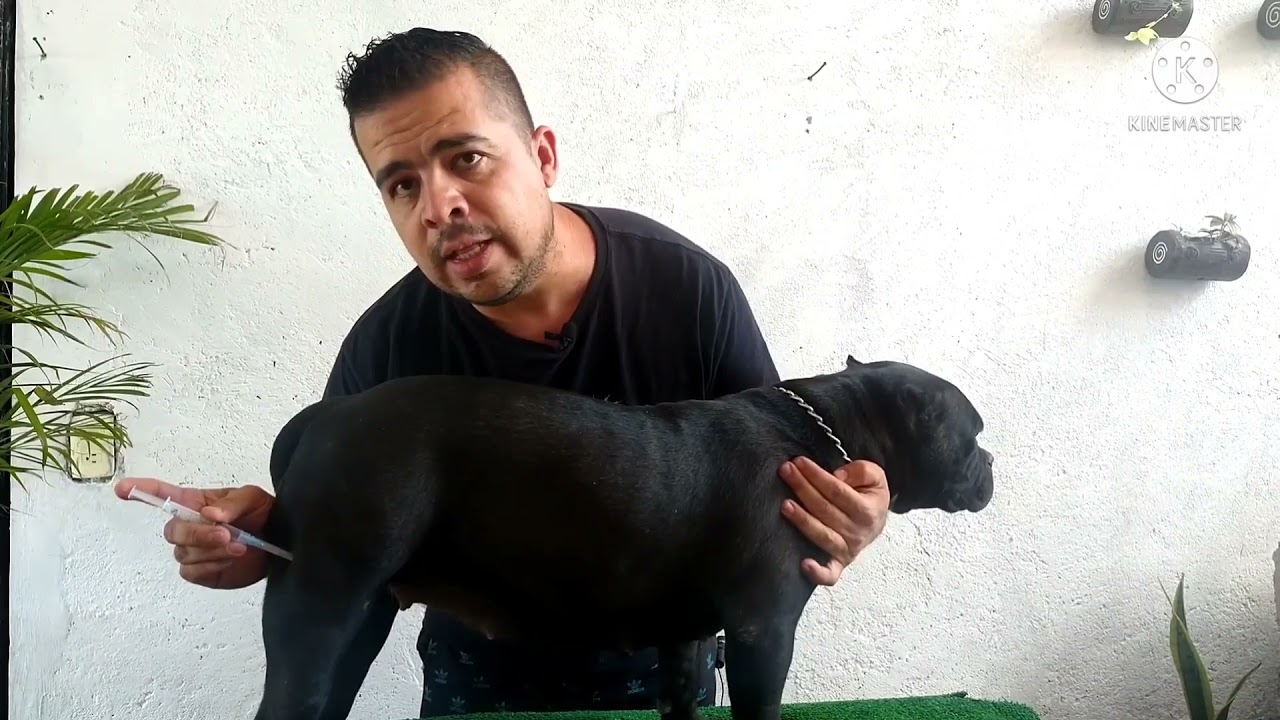 cómo inyectar a tu perro o american bully
