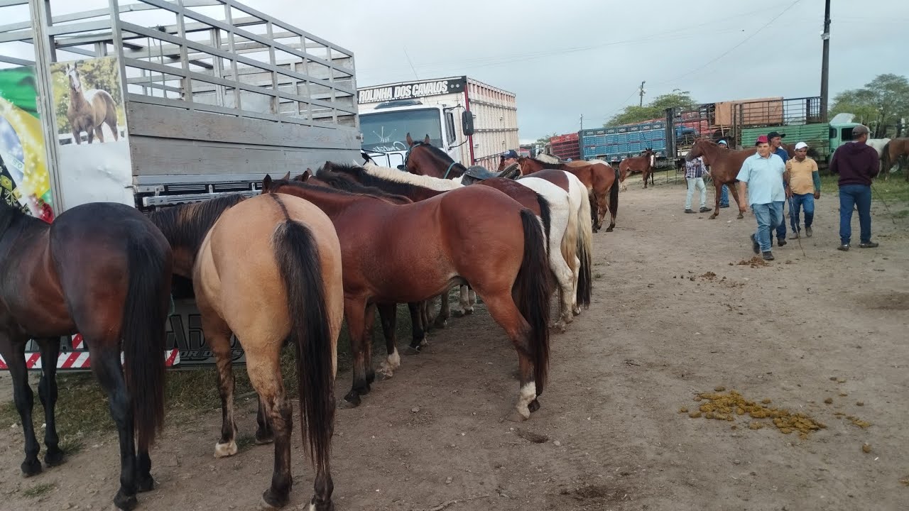 Cavalos de ( 700 reais) na feira de gado em Caruaru..e outros animais.