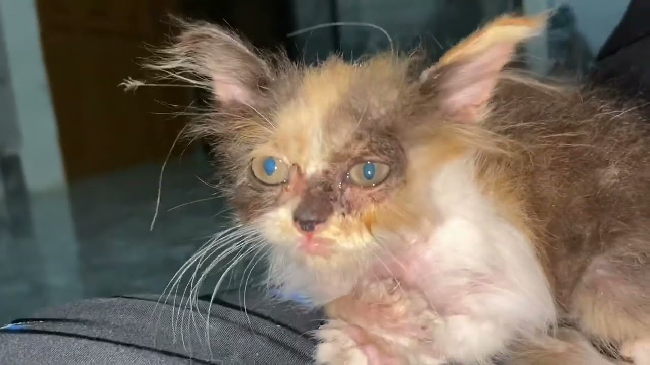 ANAK KUCING INI TERPISAH DARI INDUKNYA