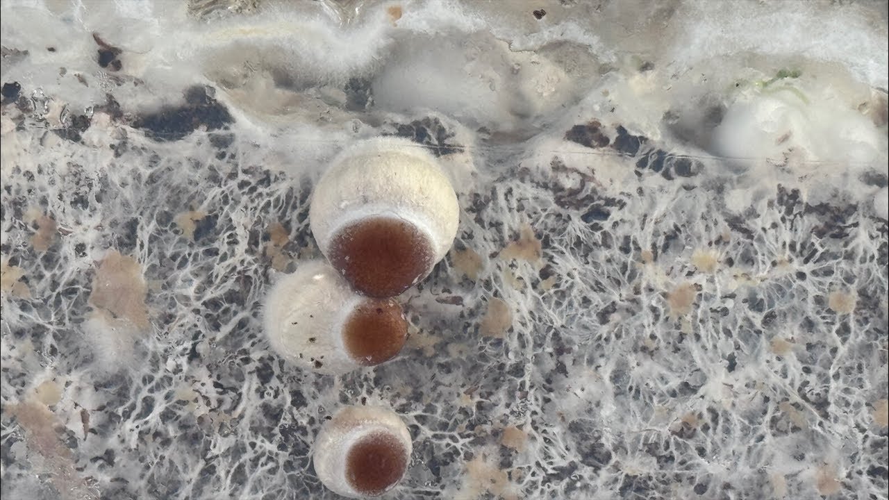 Mycophiles Mushroom Q&A