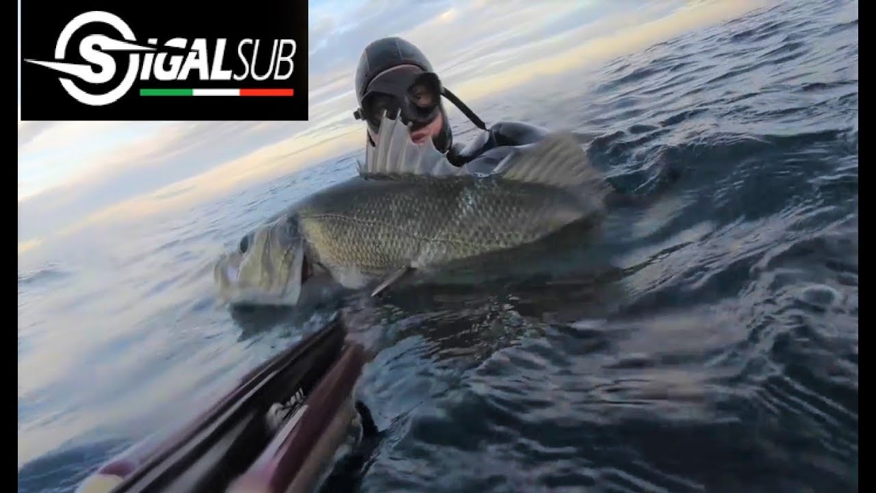 Spearfishing - Shooting with Big Sea Bass final! Creta Enrico Team Sigalsub Pesca apnea