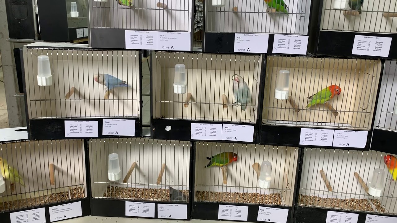 BVA MASTERS 2019 best in group fischeri