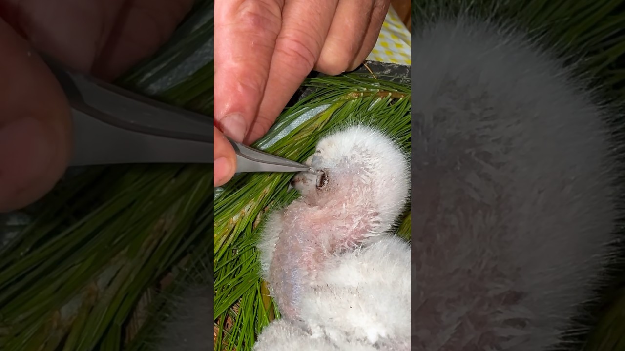 Removing maggots from an eyas goshawk #falconry #babybird #babybirdvideo #wildlife #naturelovers