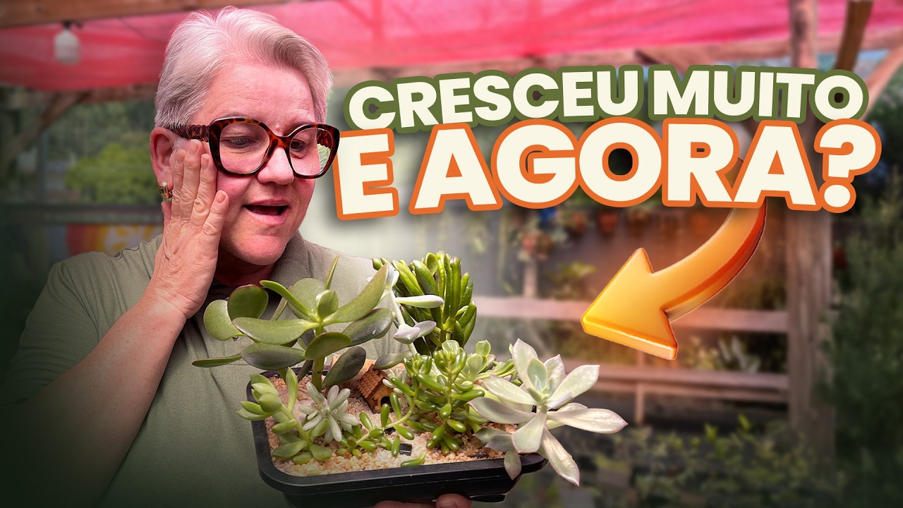 Minhas Suculentas cresceram demais, e agora?
