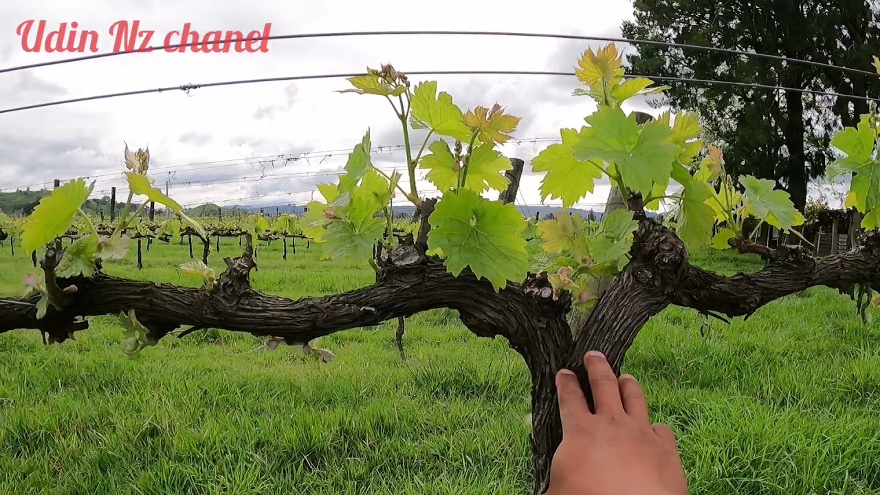 anggur trubus berbarengan sama bunga#kebun anggur di New zealand.